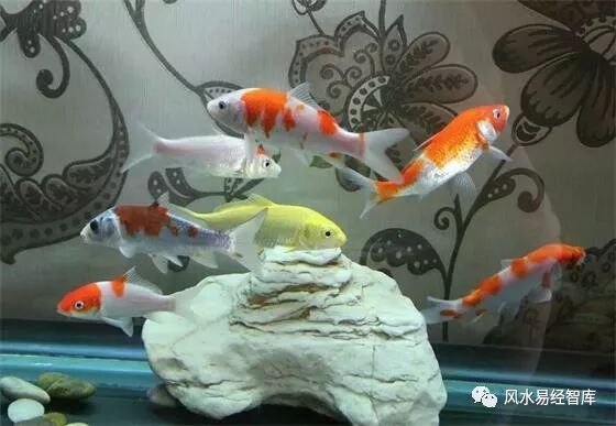 养鱼禁忌知多少？别伤了风水财运还傻傻不知~