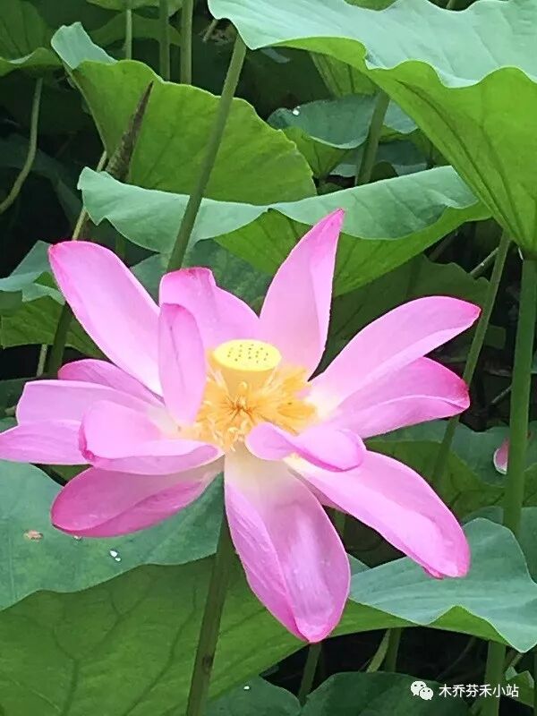 识莲 莲的分类学 木乔芬禾小站 微信公众号文章阅读 Wemp