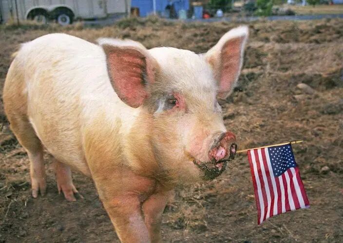 美国猪周期复盘