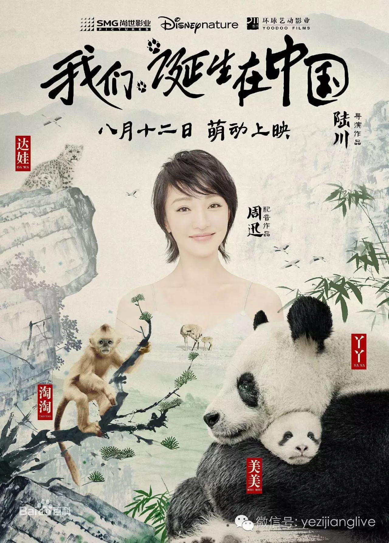 周迅节目视频(HD:8.12公映 周迅解说 珍稀野生动物家庭的暖心成长与生命轮回)