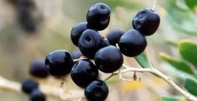 妇科炎症不要慌，常用4种中药泡水喝，补气血，子宫也会更健康