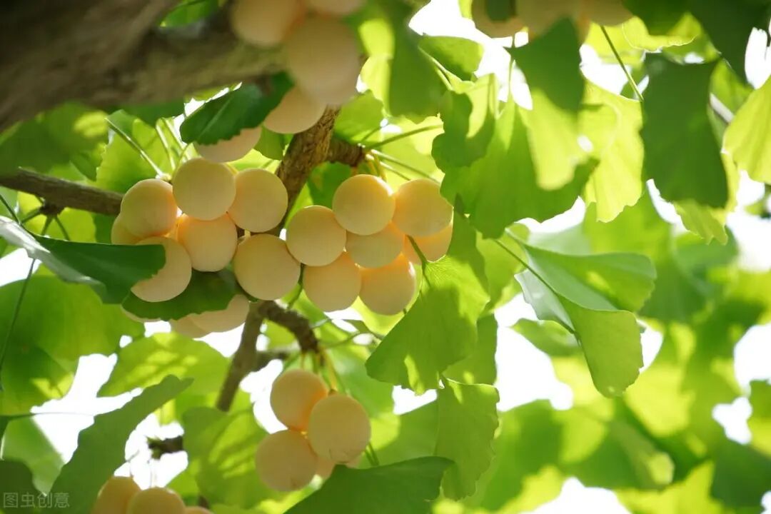 银杏叶怎样处理才能泡水喝
