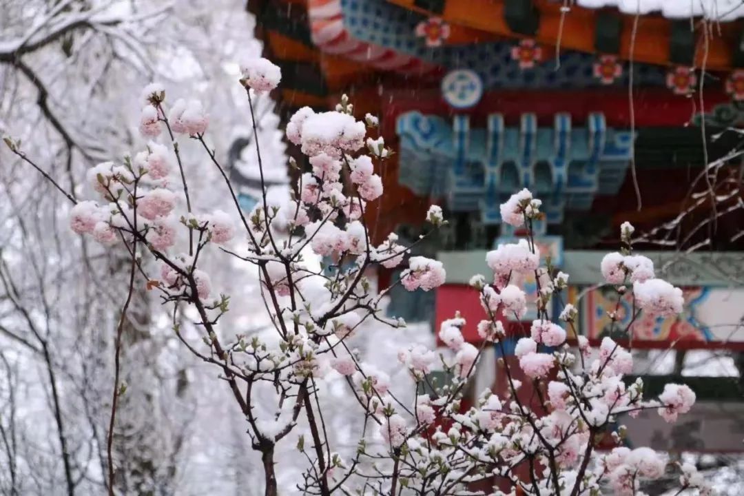 白雪卻嫌春色晚故穿庭樹作飛花