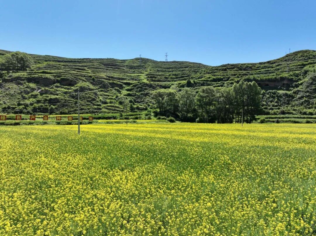 奋楫笃行正当时比学赶超谋发展临潭县洮滨镇开展产业发展大观摩重点