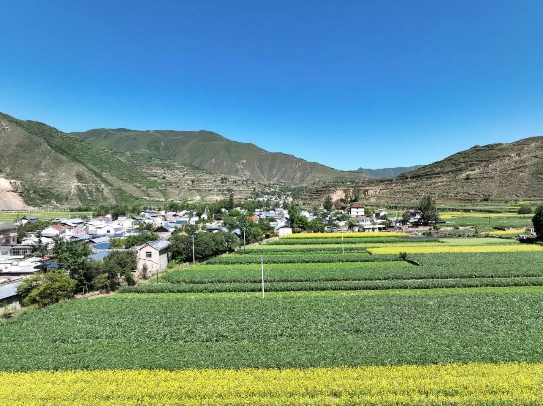 奋楫笃行正当时比学赶超谋发展临潭县洮滨镇开展产业发展大观摩重点