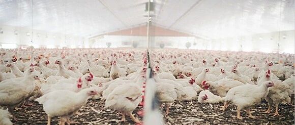 半年度净利缩水3个亿！行业不景气叠加疫情冲击，圣农发展如何解困？丨公司汇