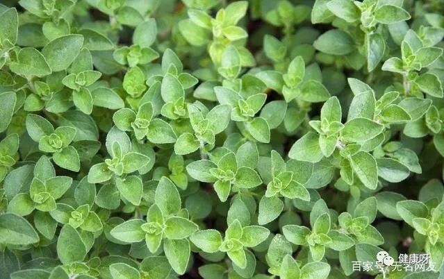 农村常见的草药，治愈了十年的“牛皮癣”