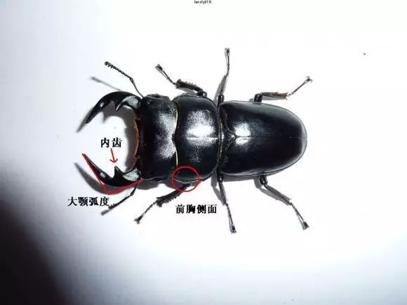 锹甲虫身体结构图片