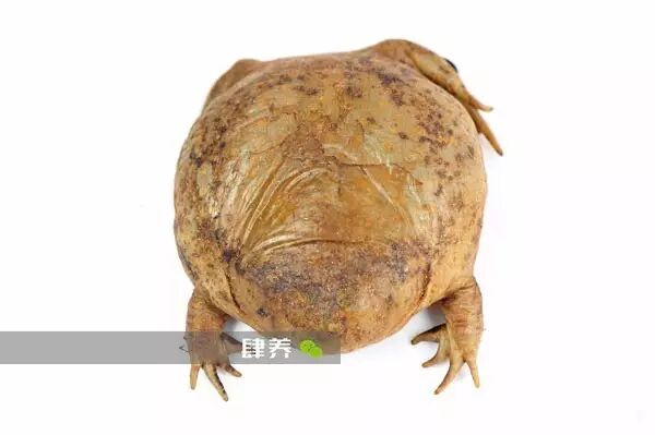 外星生物降临 为什么要养这么丑的生物 达尔文计划修订版 小丑蛙 肆养 微信公众号文章阅读 Wemp