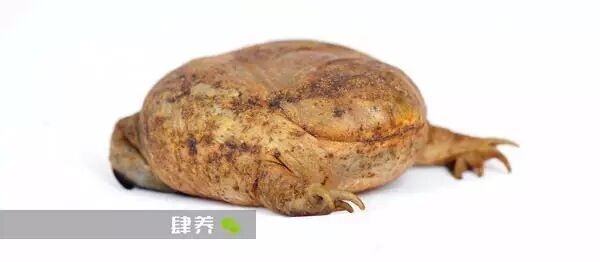 外星生物降临 为什么要养这么丑的生物 达尔文计划修订版 小丑蛙 肆养 微信公众号文章阅读 Wemp