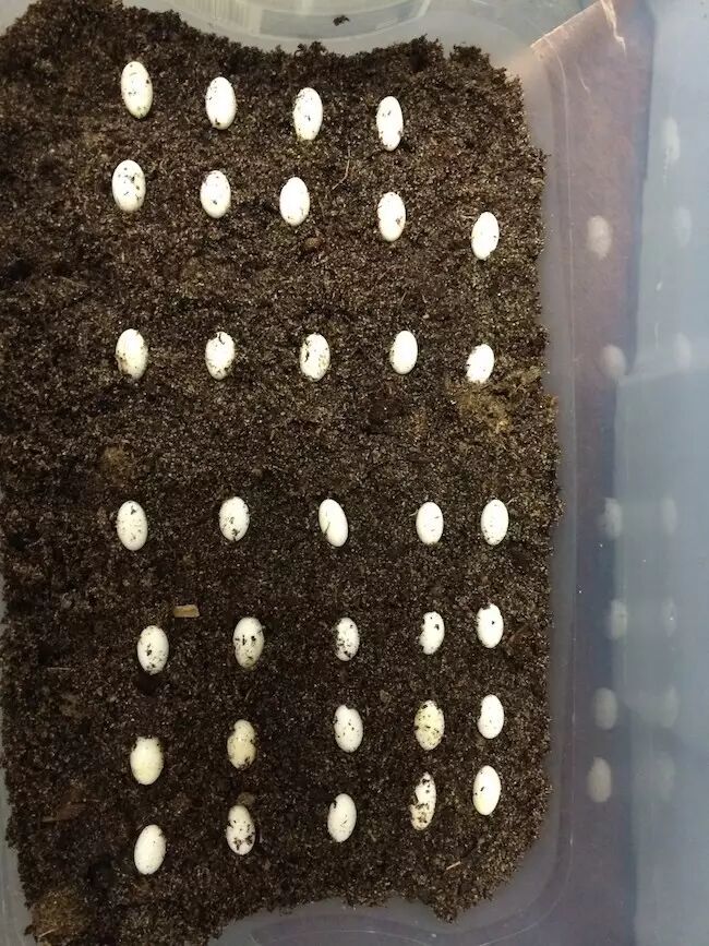 繁殖七彩变色龙?你可能就差这最关键的一步! | 养龙散记