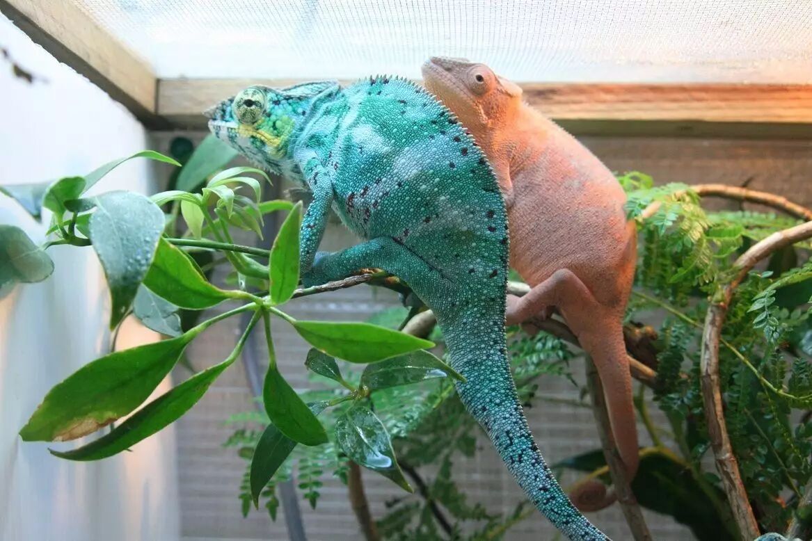 繁殖七彩变色龙?你可能就差这最关键的一步! | 养龙散记