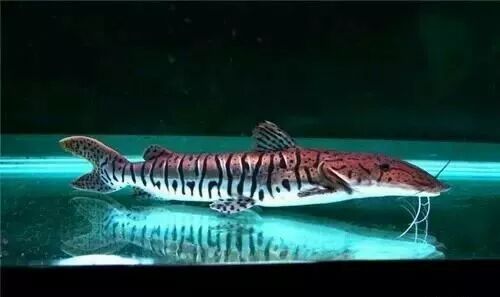  盤點龍魚最適合混樣的20種配魚 龍魚百科 第10張