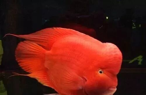  盤點龍魚最適合混樣的20種配魚 龍魚百科 第5張