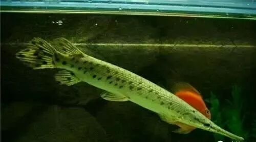  盤點龍魚最適合混樣的20種配魚 龍魚百科 第12張