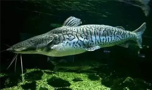  盤點龍魚最適合混樣的20種配魚 龍魚百科 第11張