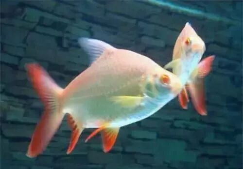  盤點龍魚最適合混樣的20種配魚 龍魚百科 第15張