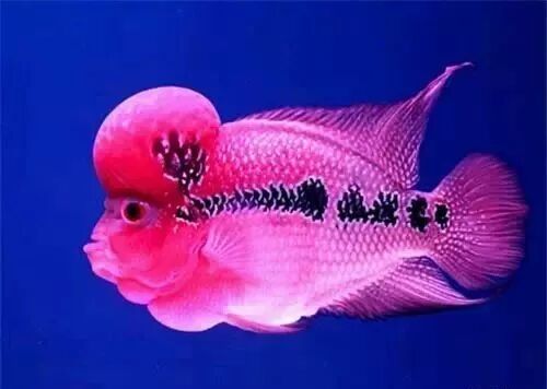  盤點龍魚最適合混樣的20種配魚 龍魚百科 第13張