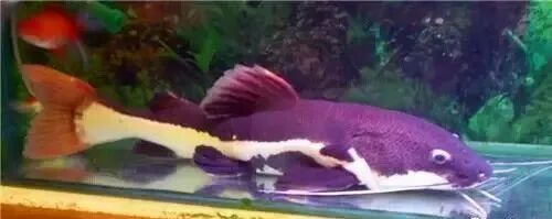  盤點龍魚最適合混樣的20種配魚 龍魚百科 第9張