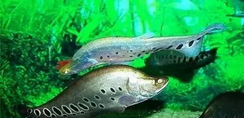  盤點龍魚最適合混樣的20種配魚 龍魚百科 第17張