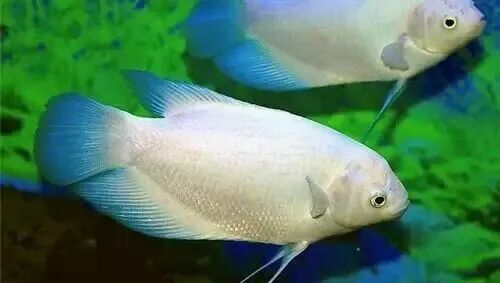  盤點龍魚最適合混樣的20種配魚 龍魚百科 第4張