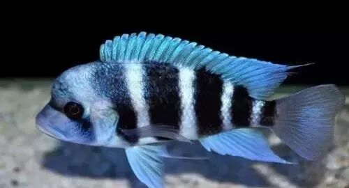  盤點龍魚最適合混樣的20種配魚 龍魚百科 第16張