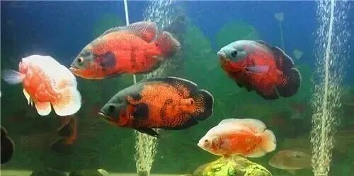  盤點龍魚最適合混樣的20種配魚 龍魚百科 第6張