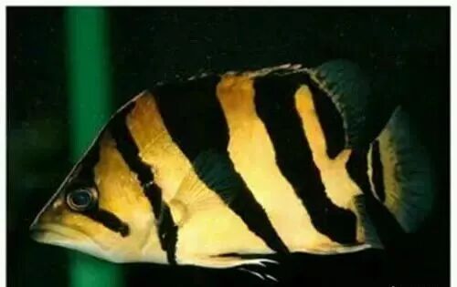  盤點龍魚最適合混樣的20種配魚 龍魚百科 第8張