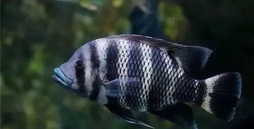  盤點龍魚最適合混樣的20種配魚 龍魚百科 第18張