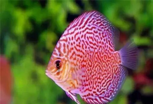  盤點龍魚最適合混樣的20種配魚 龍魚百科 第3張