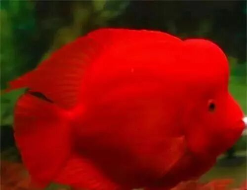  盤點龍魚最適合混樣的20種配魚 龍魚百科 第7張