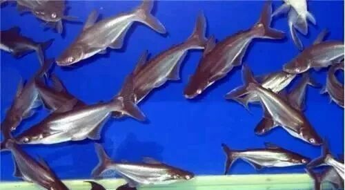  盤點龍魚最適合混樣的20種配魚 龍魚百科 第20張