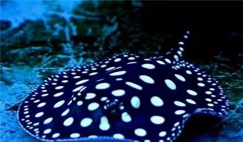  盤點龍魚最適合混樣的20種配魚 龍魚百科 第2張