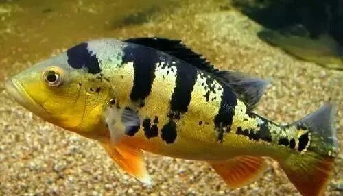  盤點龍魚最適合混樣的20種配魚 龍魚百科 第19張