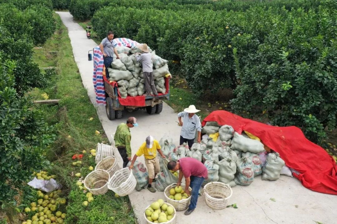 新电商持续助力农产品上行，“品牌化+平台化”方向趋势发展明显