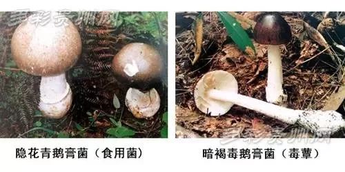 近期千萬別碰織紋螺！2歲男童曾吃後變植物人…… 健康 第9張