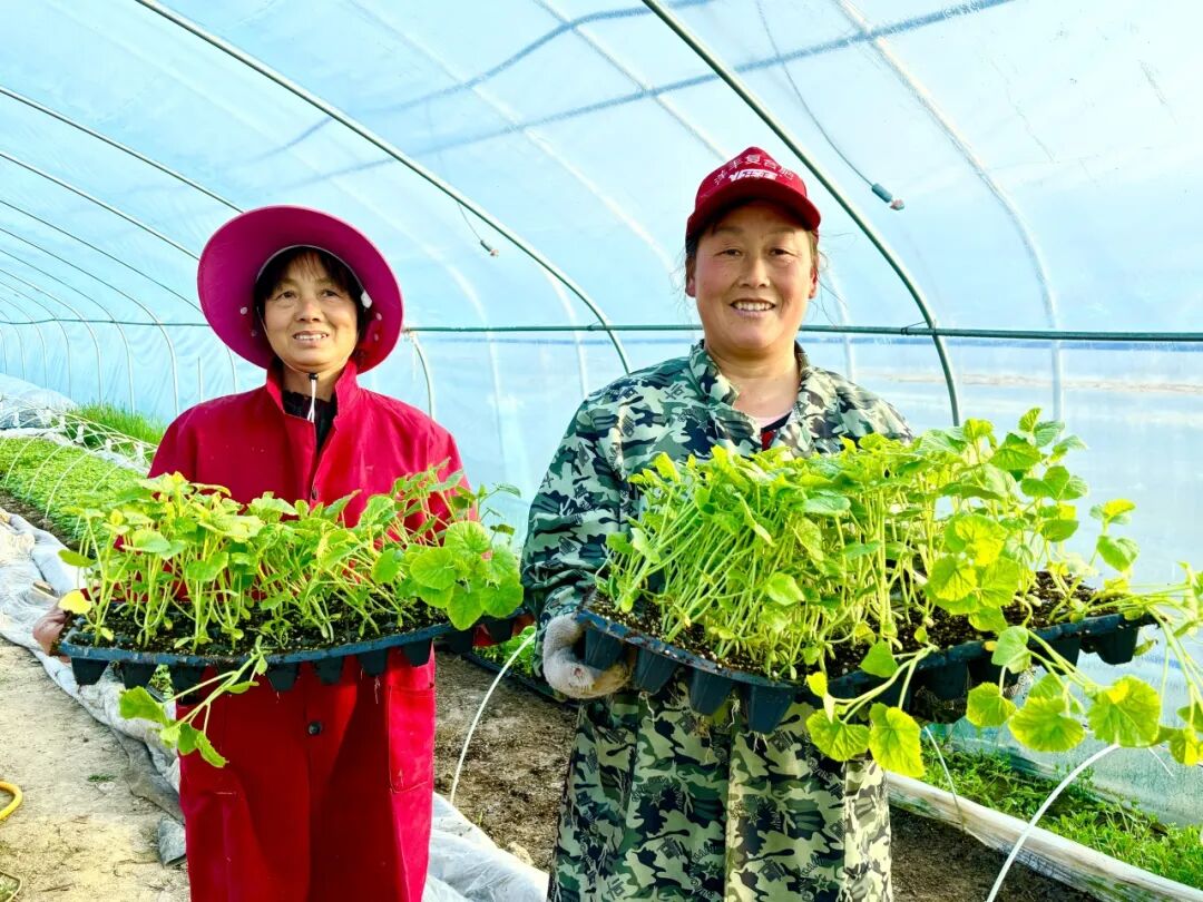 沙洋县后港镇:特色农业"种"出乡村振兴新希望