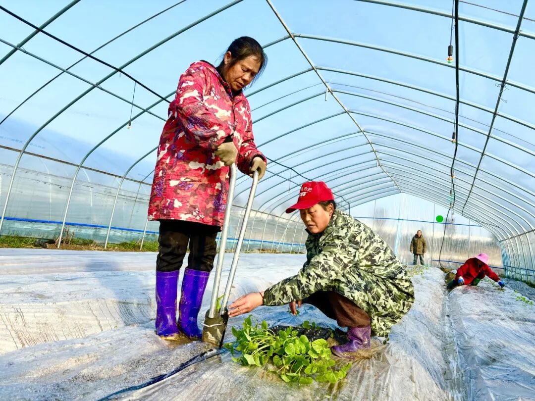 沙洋县后港镇:特色农业"种"出乡村振兴新希望