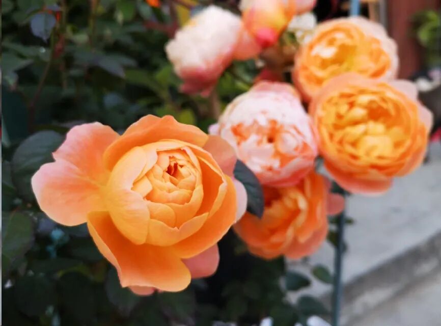 已经立秋 月季花可以秋剪了吗 别急 南北方修剪时间大不同 蓝妖花园 二十次幂