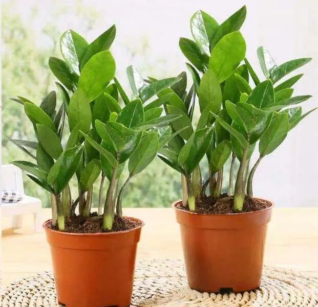 金钱树总是黄叶怎么办 做好这5点叶片翠绿饱满 蓝妖花园 二十次幂