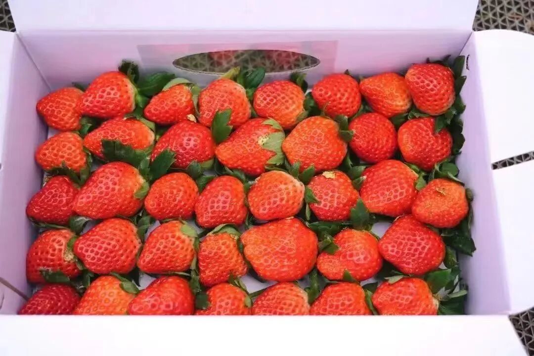长丰草莓,不愁卖!|中安在线合肥频道|合肥新闻|合肥资讯