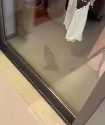 吓惨！女子家中深夜飞进蝙蝠！趴地板又撞门，还咬了一口…（组图） - 1