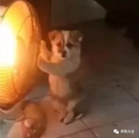 這狗火了，烤個火被中國消防點名，狗：我就想考個jio而已啊 未分類 第1張