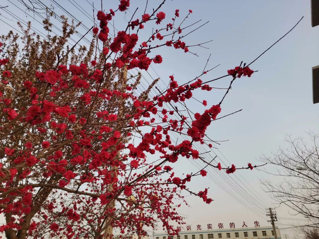 蒲城县兴华学校_蒲城县兴华学校小学_蒲城县兴华学校高中部