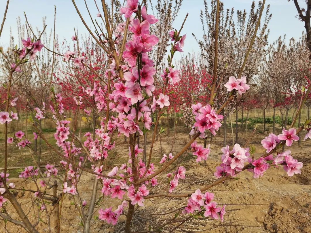 蒲城縣興華學校_蒲城縣興華學校高中部_蒲城縣興華學校小學