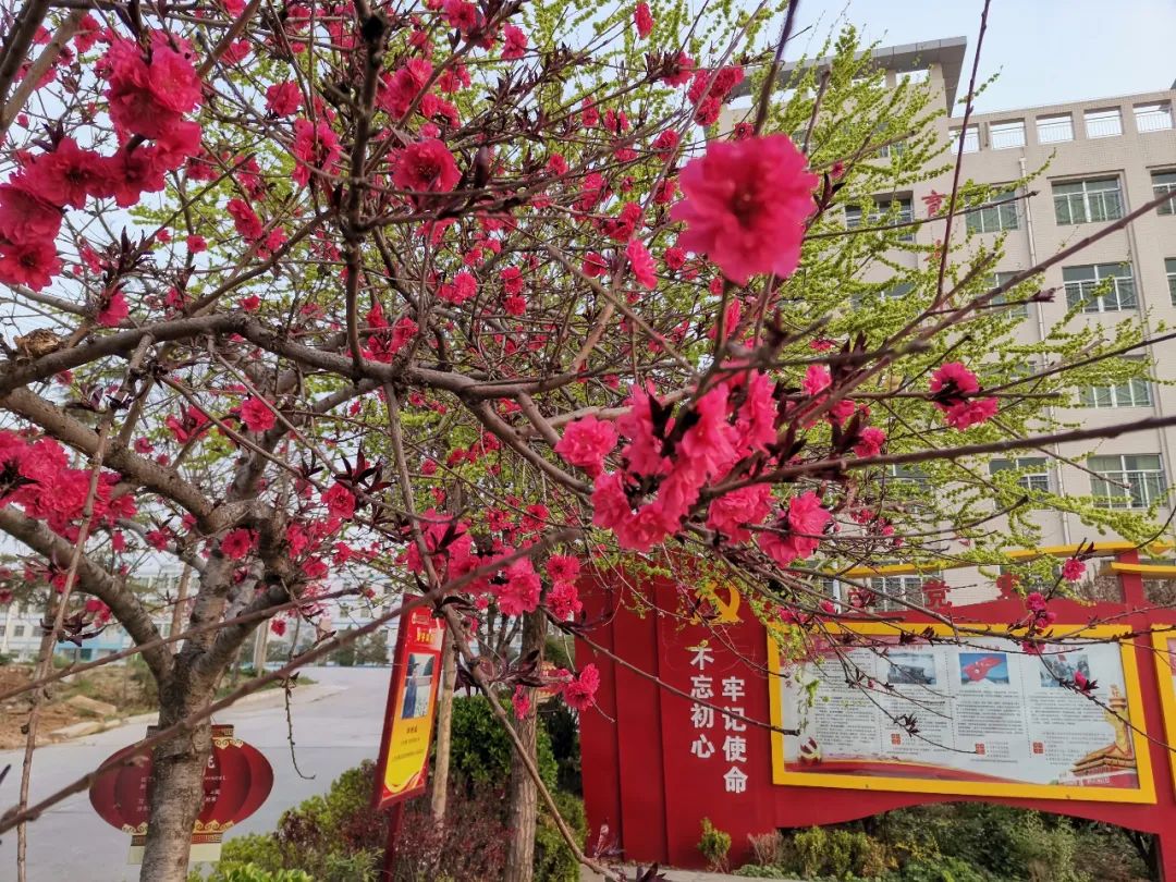 蒲城县兴华学校_蒲城县兴华学校小学_蒲城县兴华学校高中部