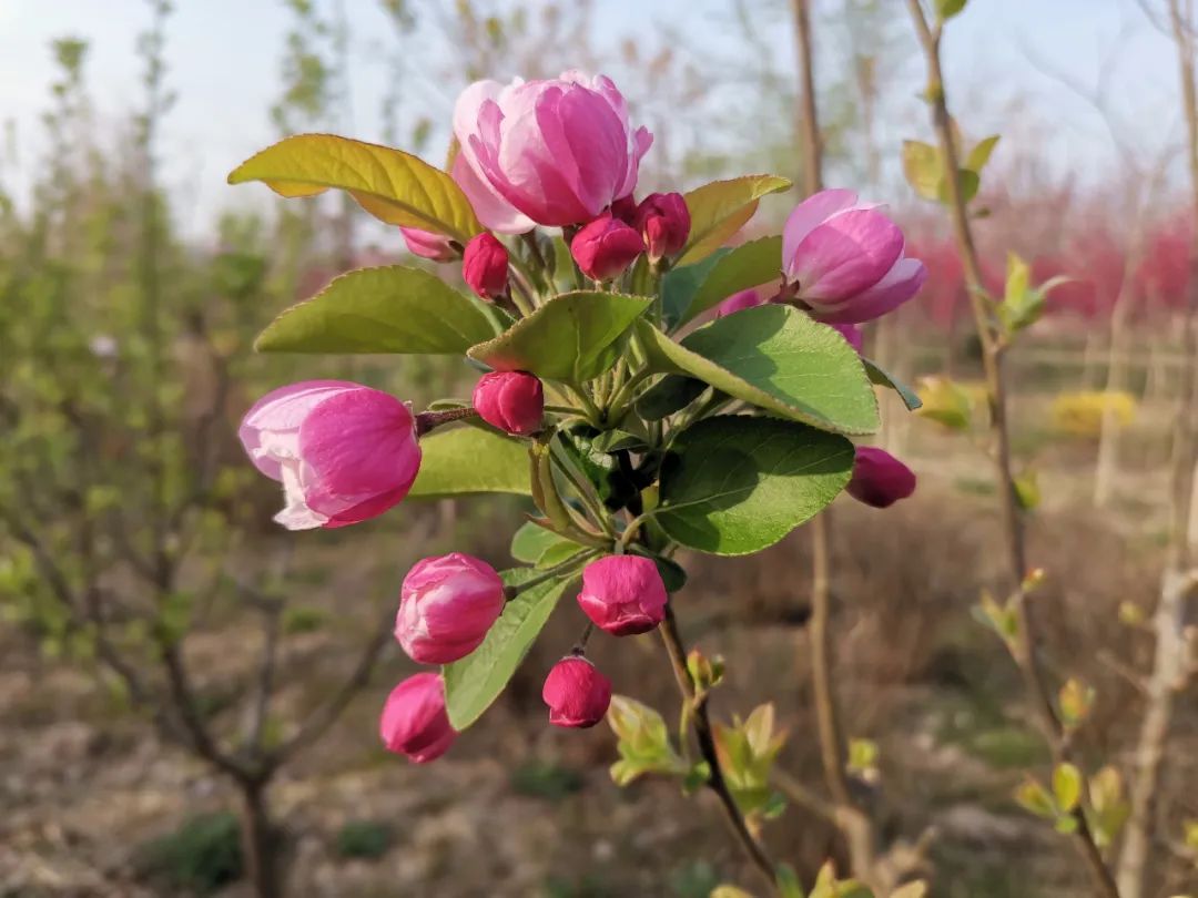 蒲城縣興華學校_蒲城縣興華學校高中部_蒲城縣興華學校小學