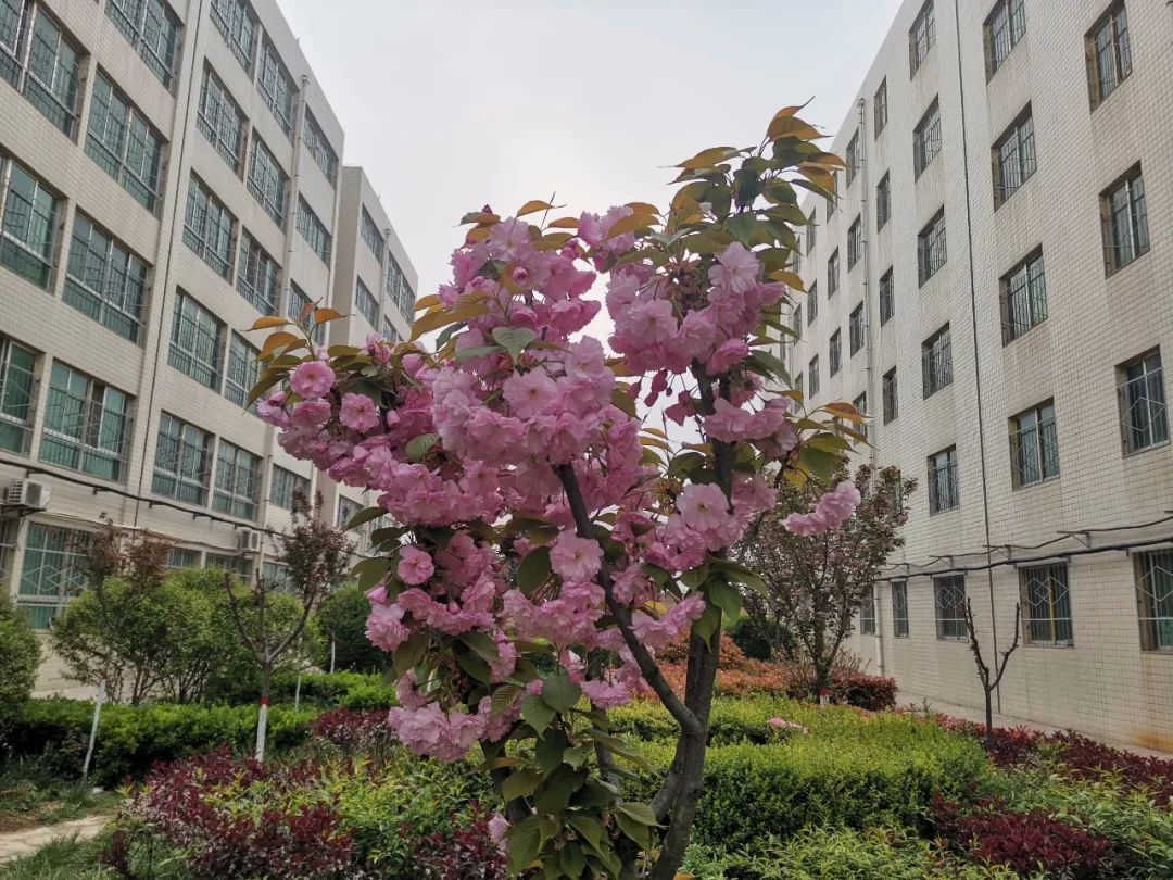 蒲城县兴华学校高中部_蒲城县兴华学校小学_蒲城县兴华学校