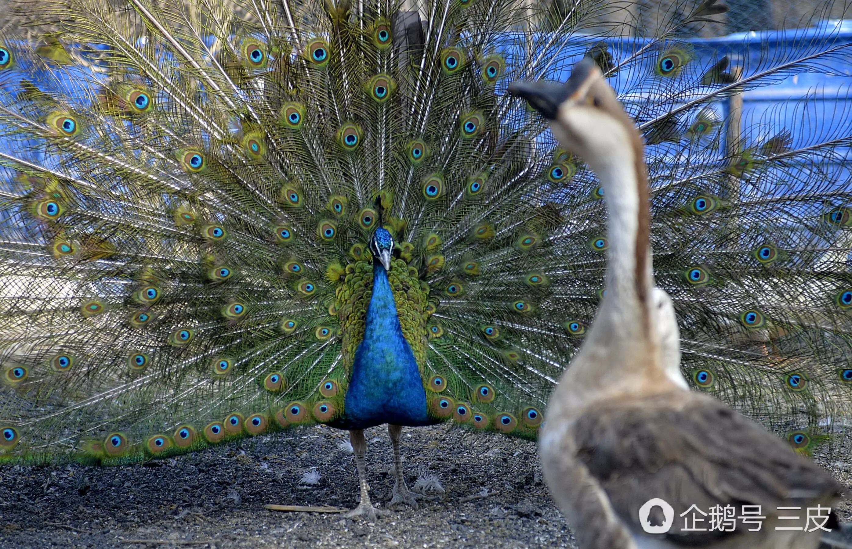 單身雄孔雀 耐不住寂寞 示愛雞鴨鵝畫面不忍看 騰訊圖片 微文庫