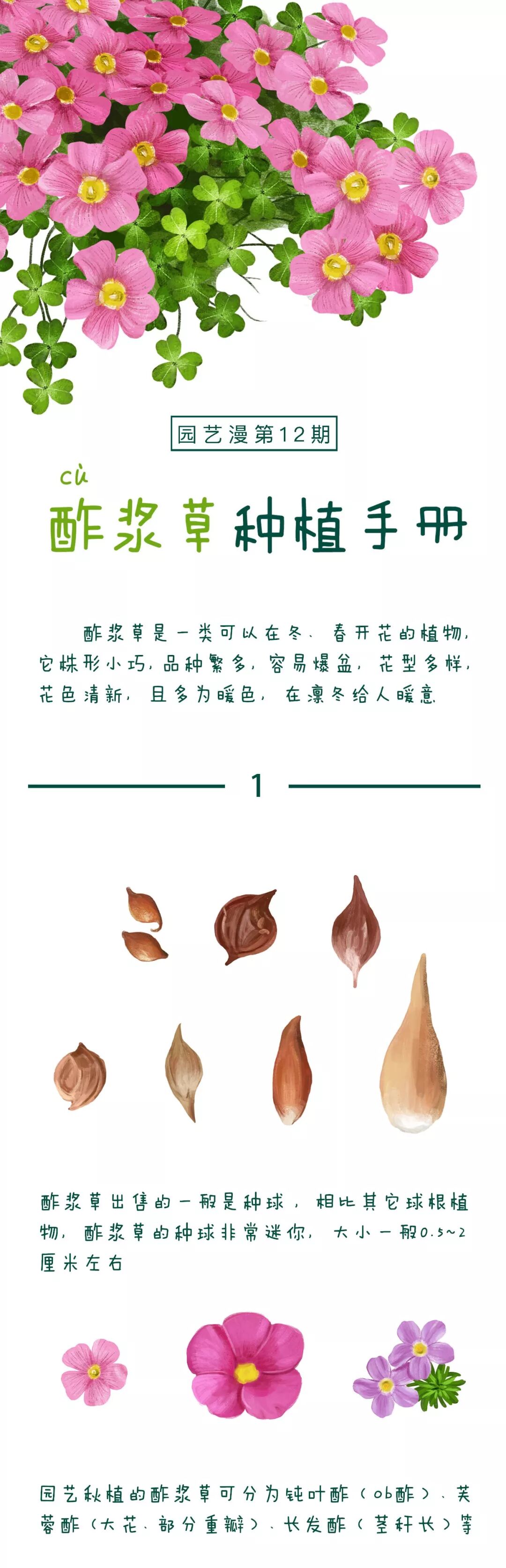 种植手册：酢浆草